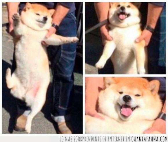 akita,pasarlo bien,perro